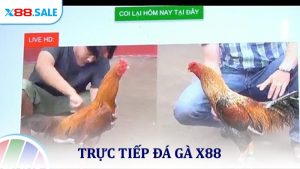 Trực Tiếp Đá Gà - Cập Nhật Những Trận Đấu Hấp Dẫn Nhất