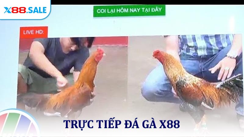 Trực Tiếp Đá Gà - Cập Nhật Những Trận Đấu Hấp Dẫn Nhất