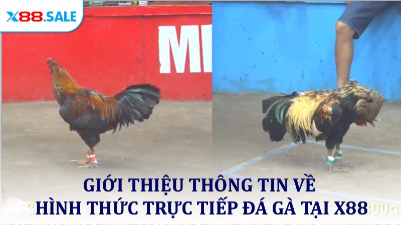 Giới thiệu thông tin về hình thức trực tiếp đá gà tại X88