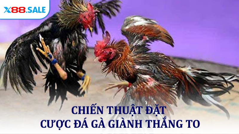 Chiến thuật đặt cược đá gà giành thắng to